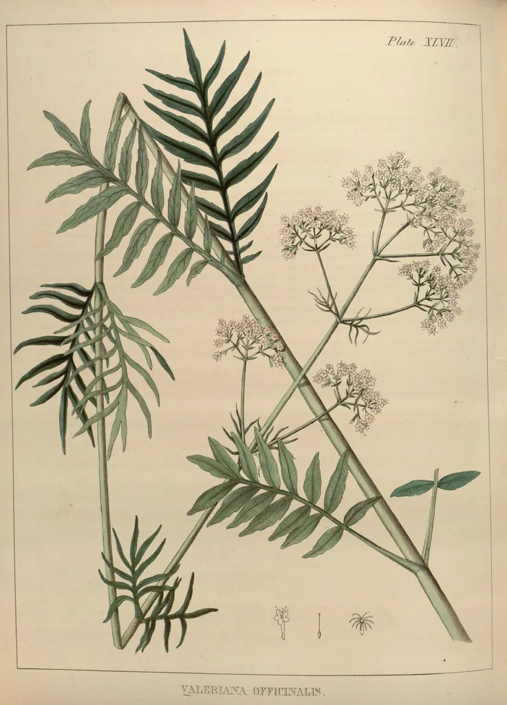 Hand-coloured nineteenth-century plate of Valeriana officinalis leaves and flower heads