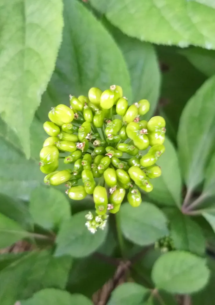 Ripening Panax ginseng fruit cluster held above leaves