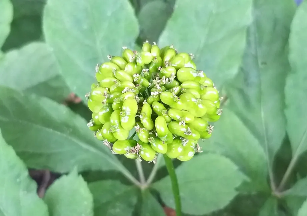 Panax ginseng chapter thumbnail: The plant, its cultivation and range