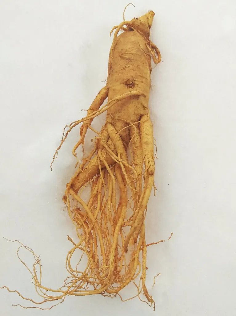 Panax ginseng chapter thumbnail: The human trials, tier by tier