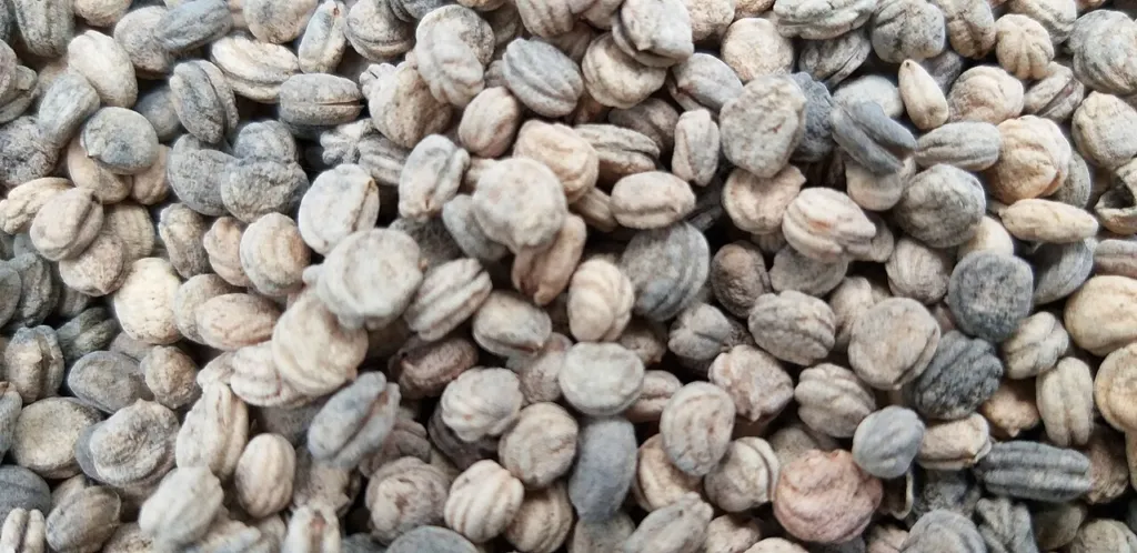 Pale ridged seeds of Panax ginseng spread on a surface