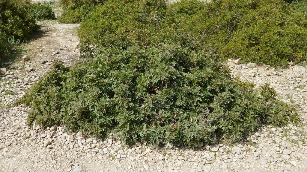 Wild Pistacia lentiscus shrub on Mallorca