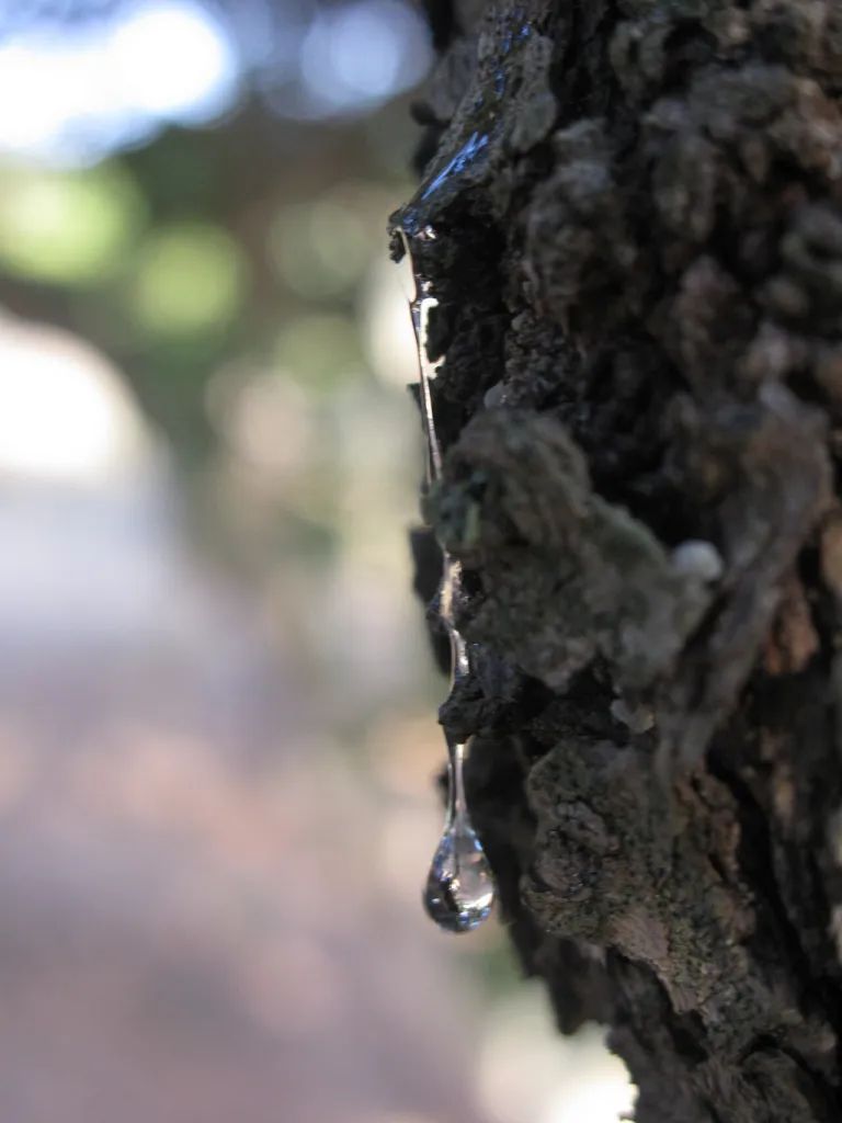 Resin running down mastic tree bark