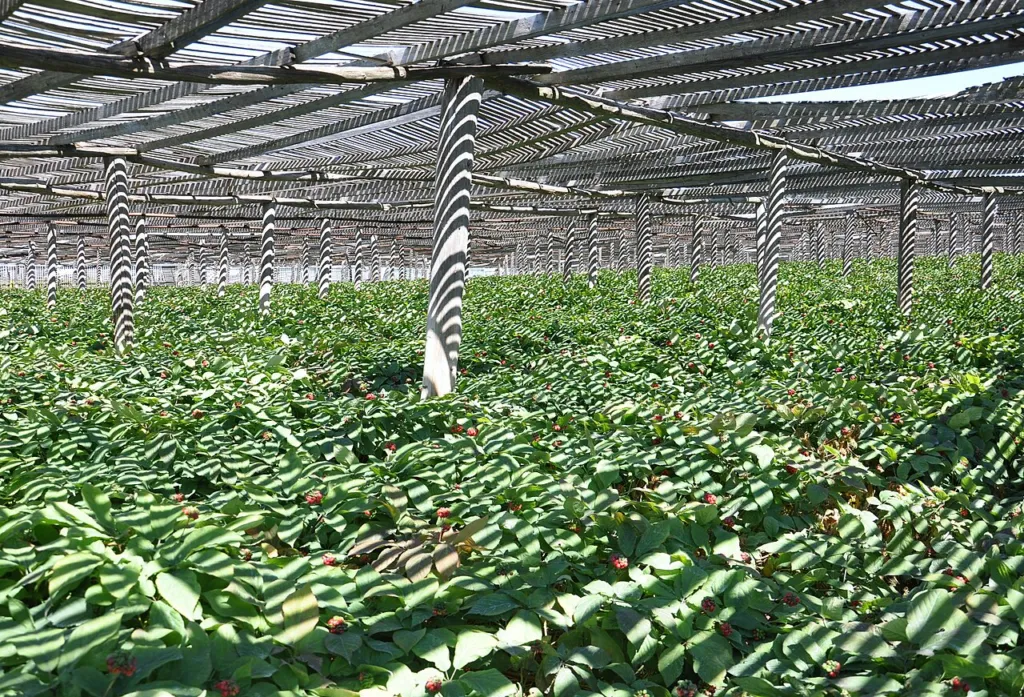 Rows of American ginseng under wooden shade structures in late autumn