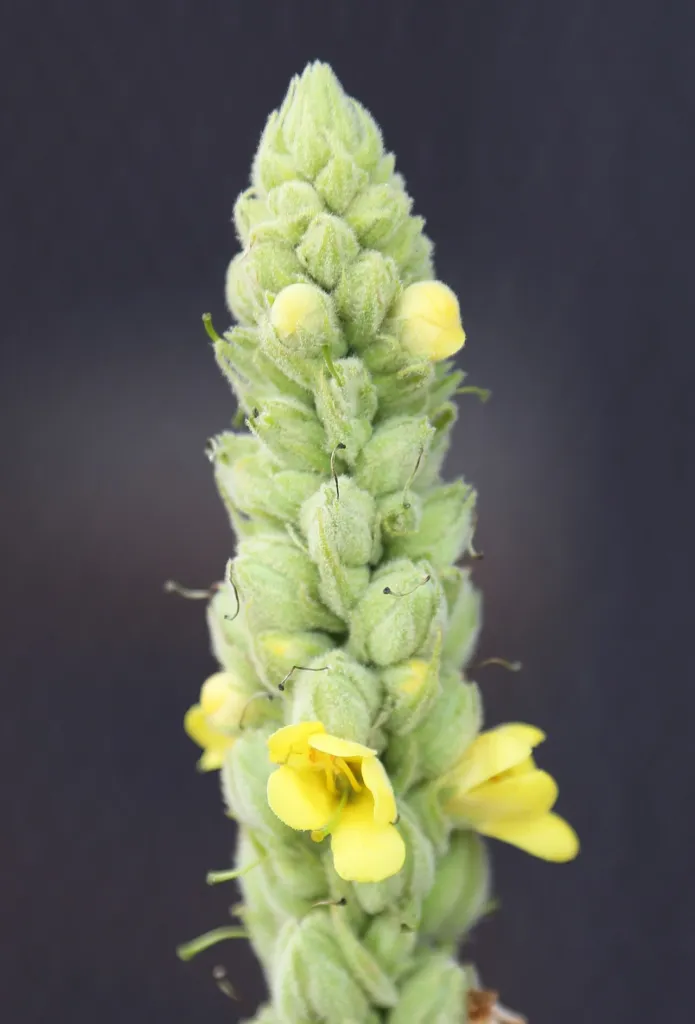Verbascum thapsus chapter thumbnail: Pharmacology: the laboratory and animal work