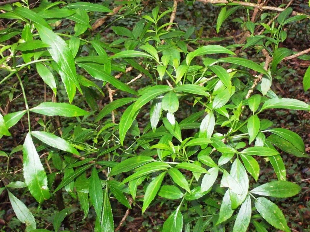 Elderberry review chapter 9 thumbnail: In Australia: what is sold and how it is regulated