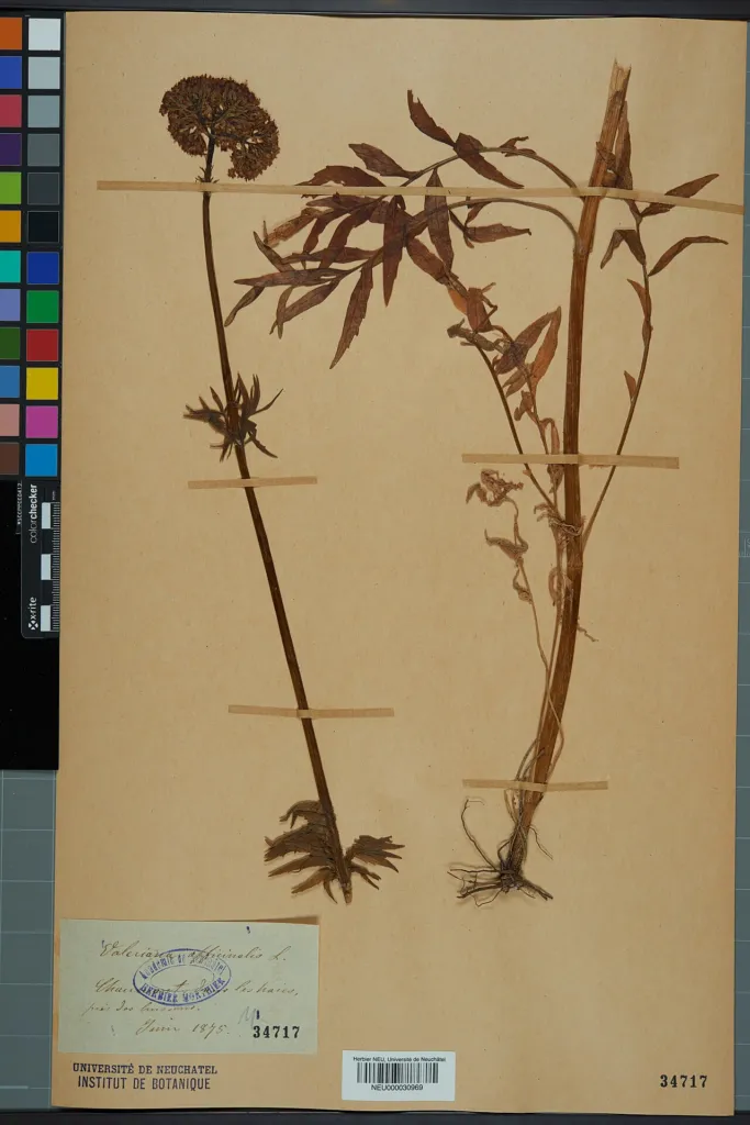Pressed herbarium specimen of Valeriana officinalis on a mounted sheet with a colour chart