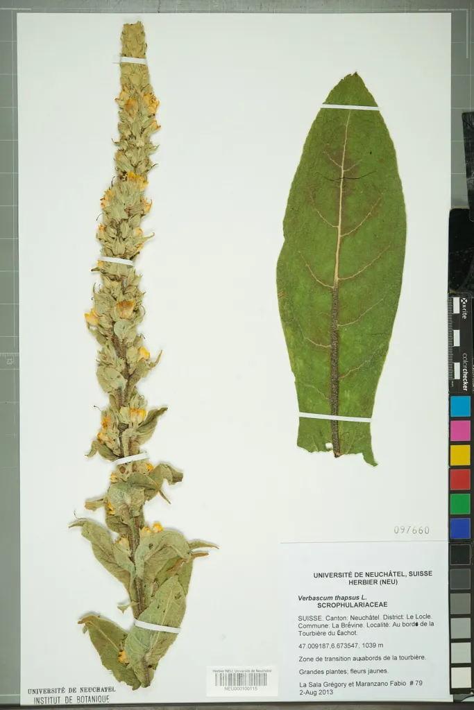 Verbascum thapsus chapter thumbnail: Quality, identity and adulteration