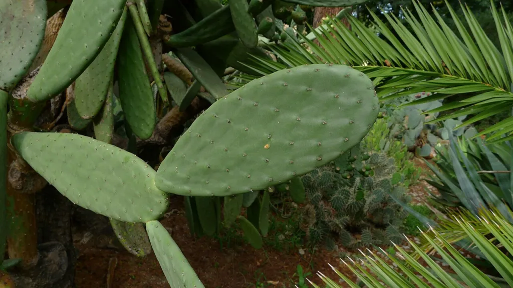 Opuntia ficus-indica shrub with large oval green pads in cultivation