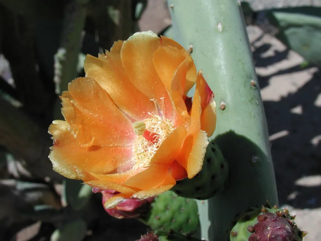 Spineless cultivar of Opuntia ficus-indica with smooth green pads