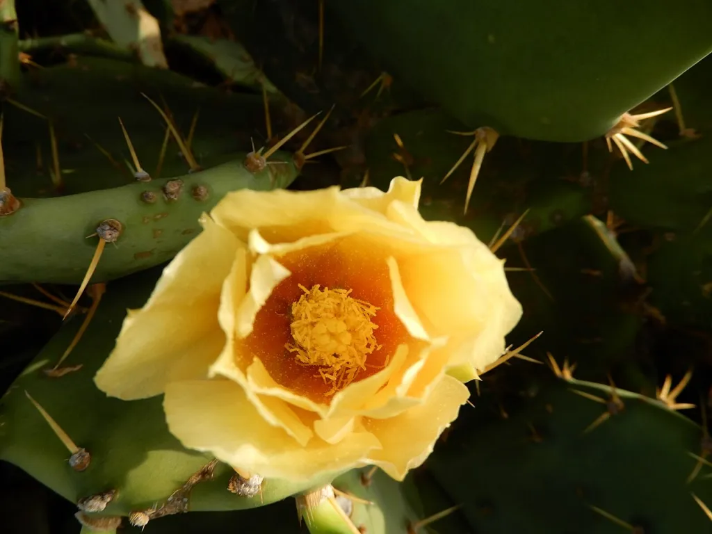 Yellow flower of Opuntia ficus-indica opening on a pad