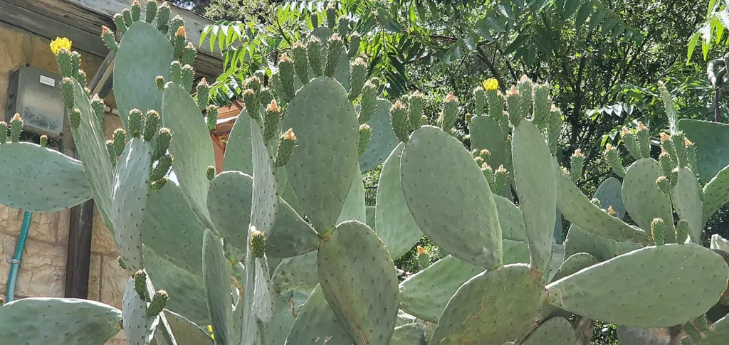 Opuntia ficus-indica pads carrying yellow flowers and young green fruit