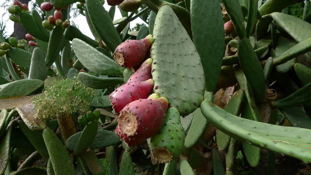 Opuntia ficus-indica fruits ripening along the edge of a pad