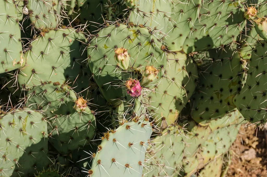 Opuntia ficus-indica, the Indian fig prickly pear, with fruit along its pads in Spain