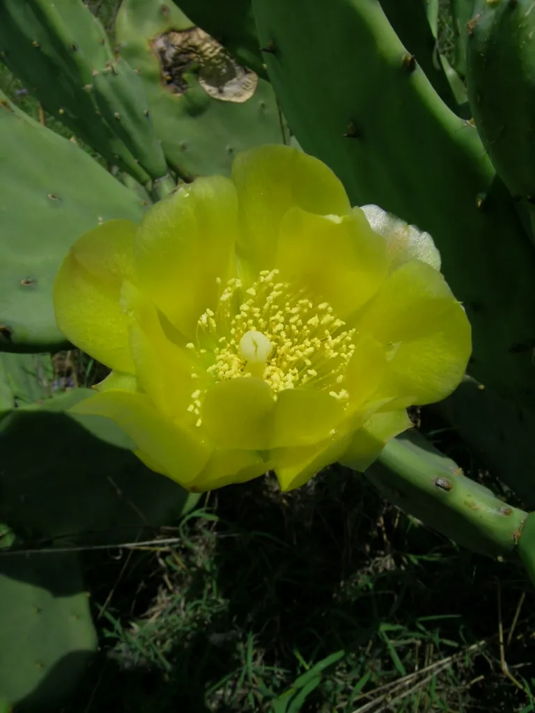 Yellow flower of Opuntia stricta, the common pest pear, on a blue-green pad