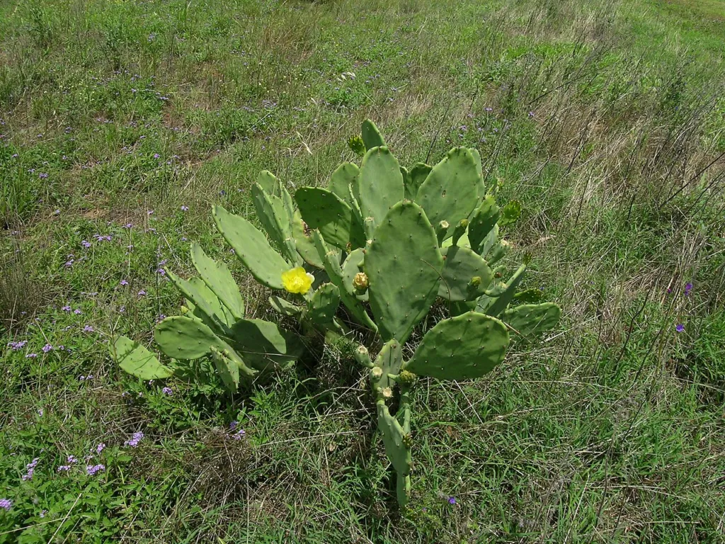 Common pest pear Opuntia stricta growing wild in New South Wales, a restricted plant in Queensland