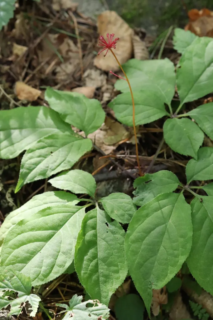 Panax ginseng chapter thumbnail: Four plants called ginseng