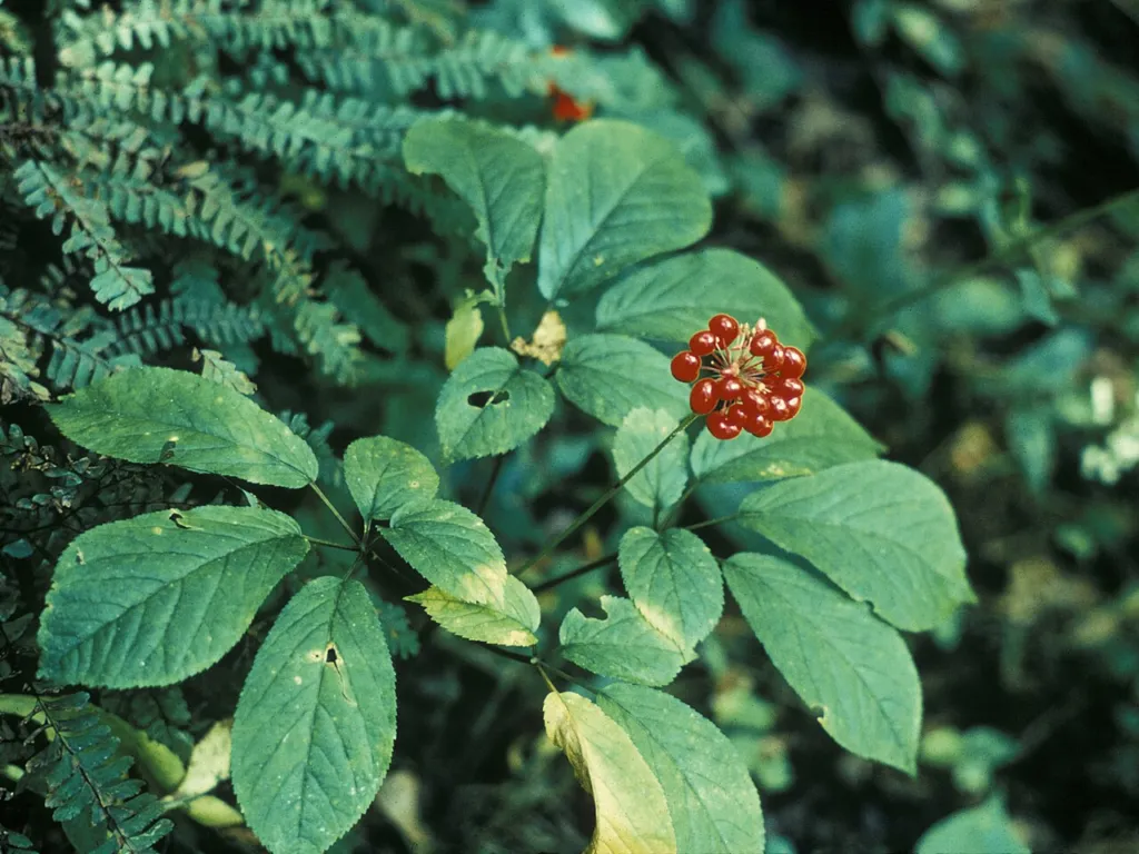 Panax quinquefolius plant with red berries in woodland