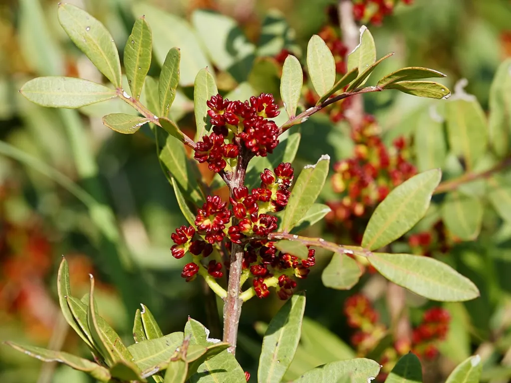 Dark red male flower clusters of Pistacia lentiscus among green leaflets