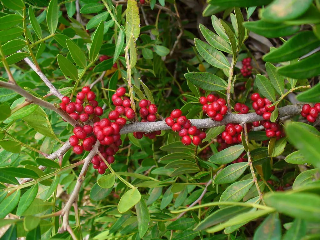 Red Pistacia lentiscus fruits on a branch
