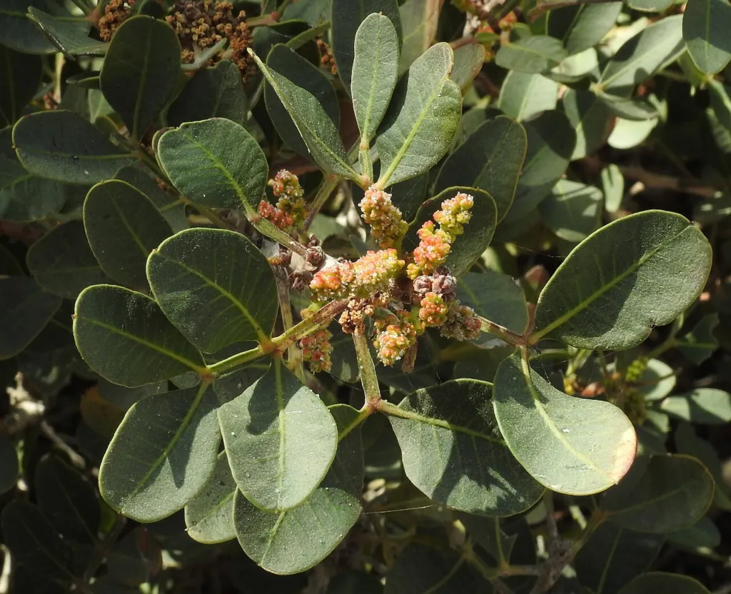 Pistacia lentiscus leaves and flower clusters, Crete