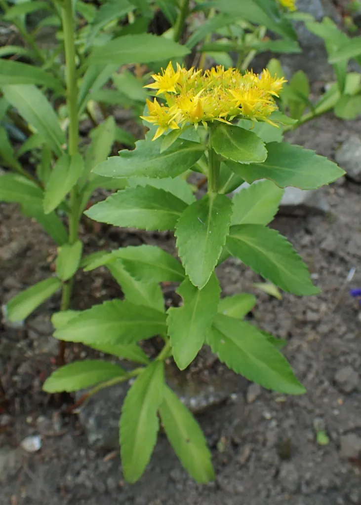 Rhodiola kirilowii with dense heads of greenish flowers