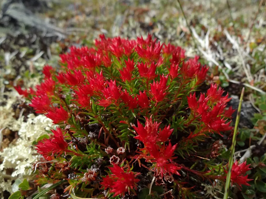 Rhodiola quadrifida, a small cushion plant with red flowers