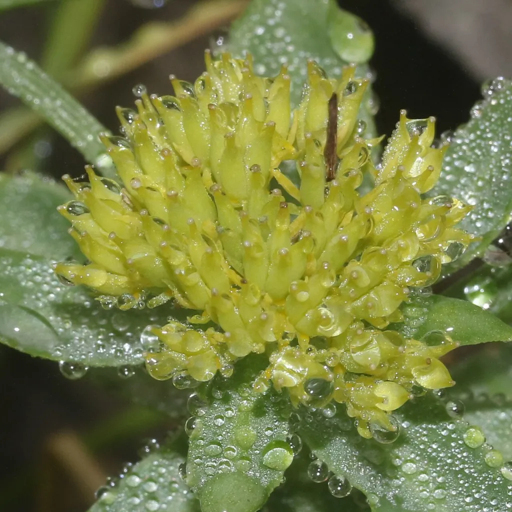 Female flowers of Rhodiola rosea with reddish developing fruits