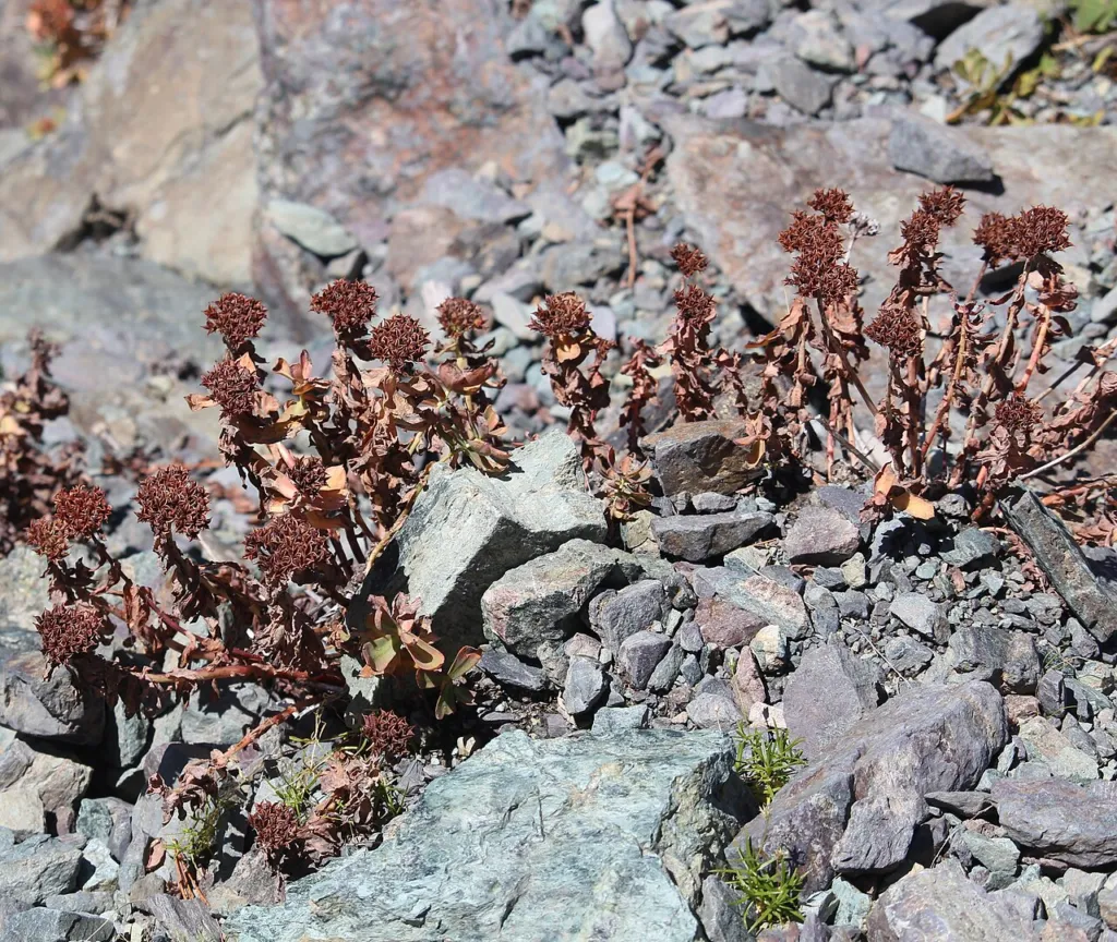 Rhodiola rosea, contents thumbnail for safety and interactions