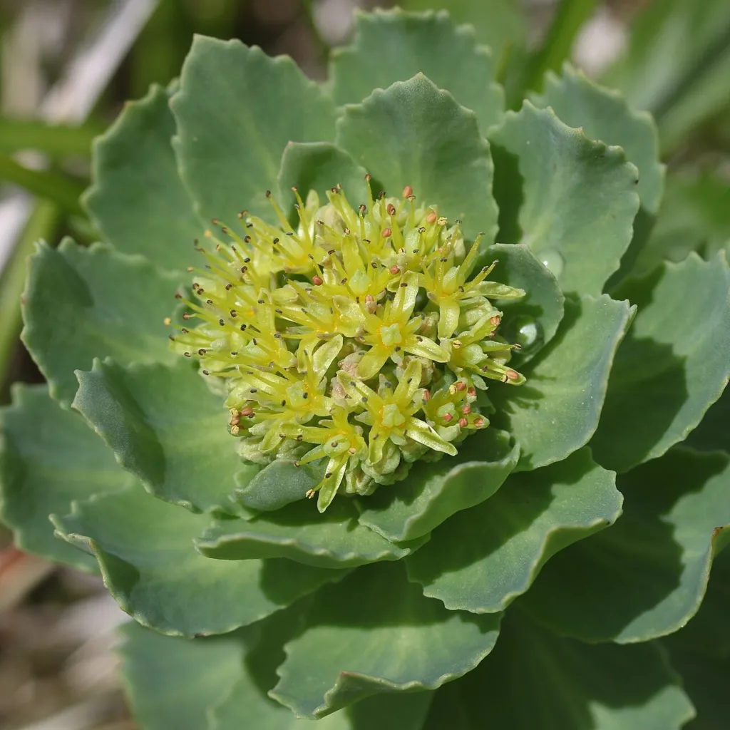 Male flowers of Rhodiola rosea with prominent yellow stamens