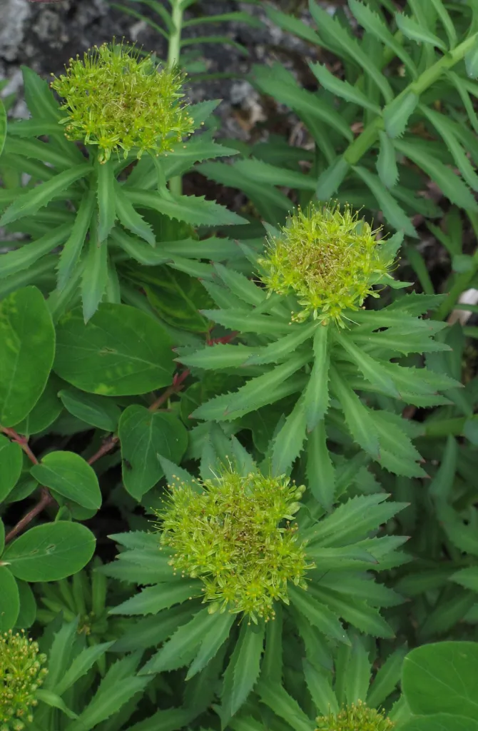 Rhodiola rosea, contents thumbnail for the cortisol claim