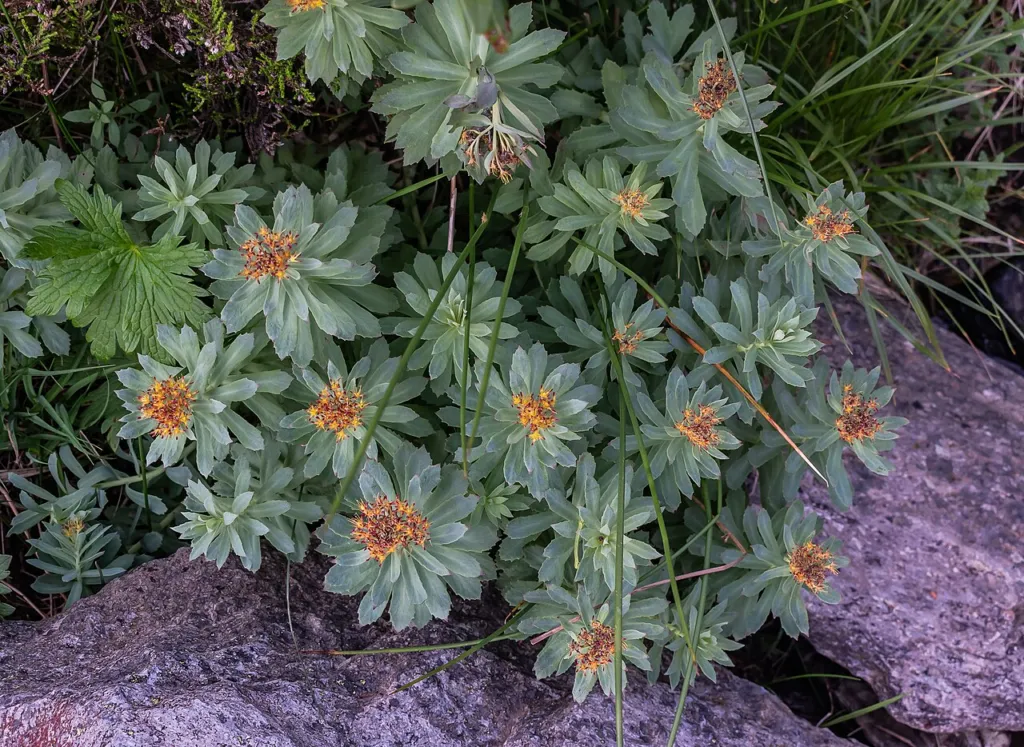 Rhodiola rosea, contents thumbnail for pharmacology