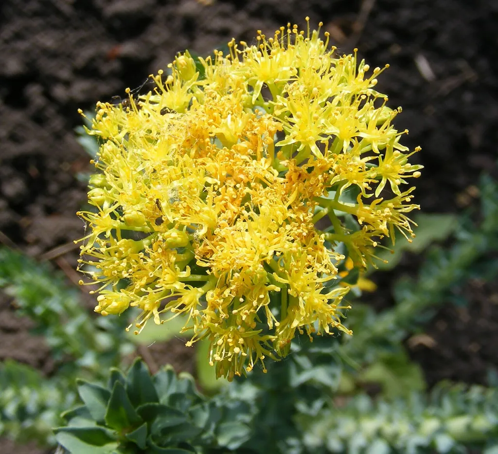 Rhodiola rosea, contents thumbnail for quality and adulteration