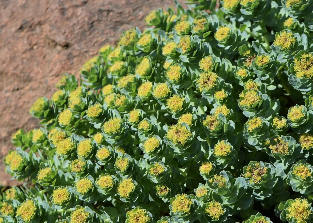 Rhodiola rosea, contents thumbnail for in australia