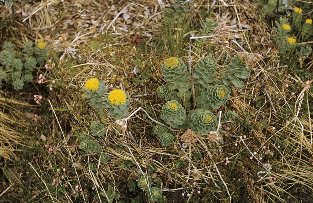 Rhodiola rosea, contents thumbnail for traditional use