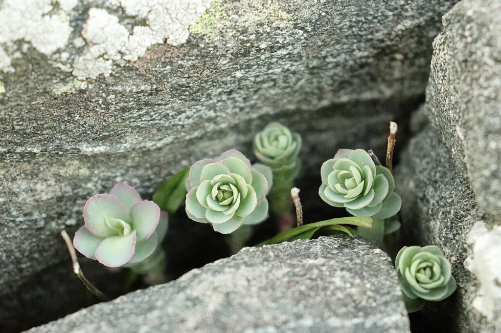 Rhodiola rosea, contents thumbnail for names and identity