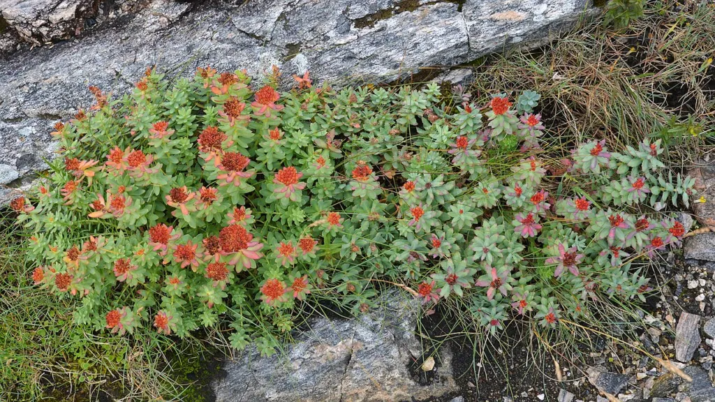Rhodiola rosea in flower on coastal rock at Kristiansund, Norway