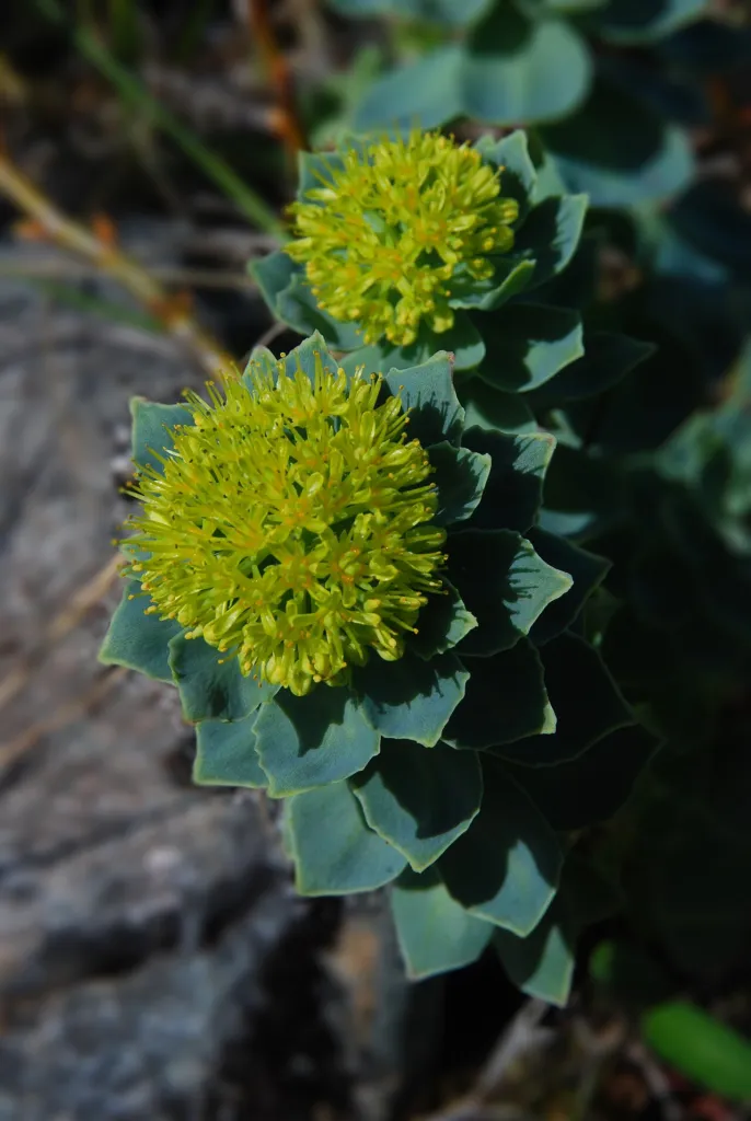 Rhodiola rosea, contents thumbnail for clinical evidence
