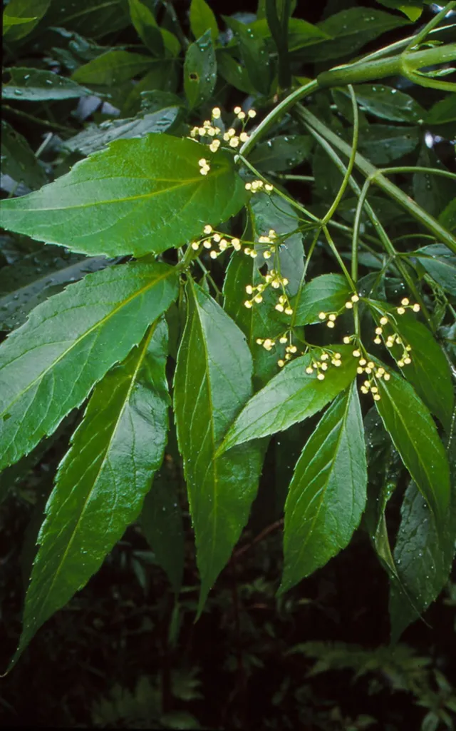 Native yellow elderberry Sambucus australasica with pale fruit in Budawang National Park