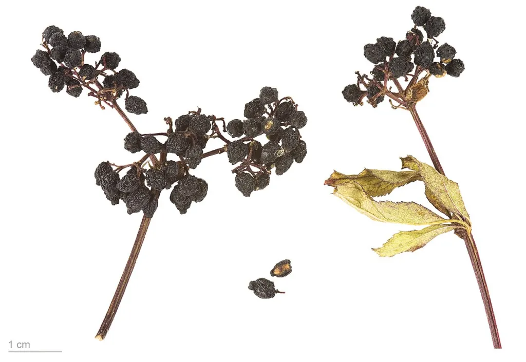 Dwarf elder Sambucus ebulus fruits and seeds, a look-alike of Sambucus nigra