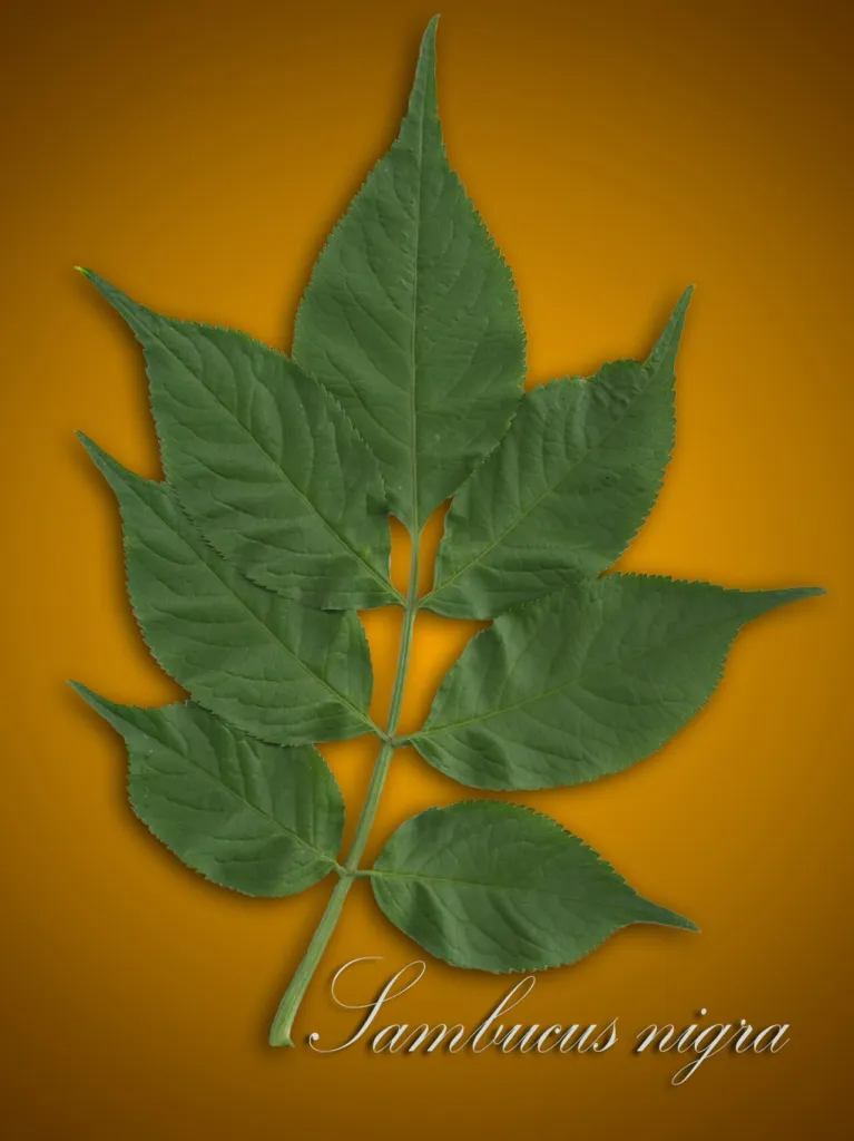 Pinnate leaves of Sambucus nigra with toothed leaflets