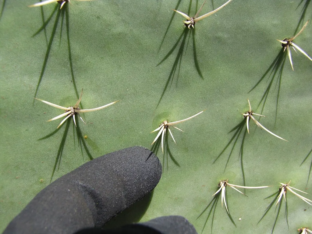 Opuntia ficus-indica pad with clusters of white spines at the areoles