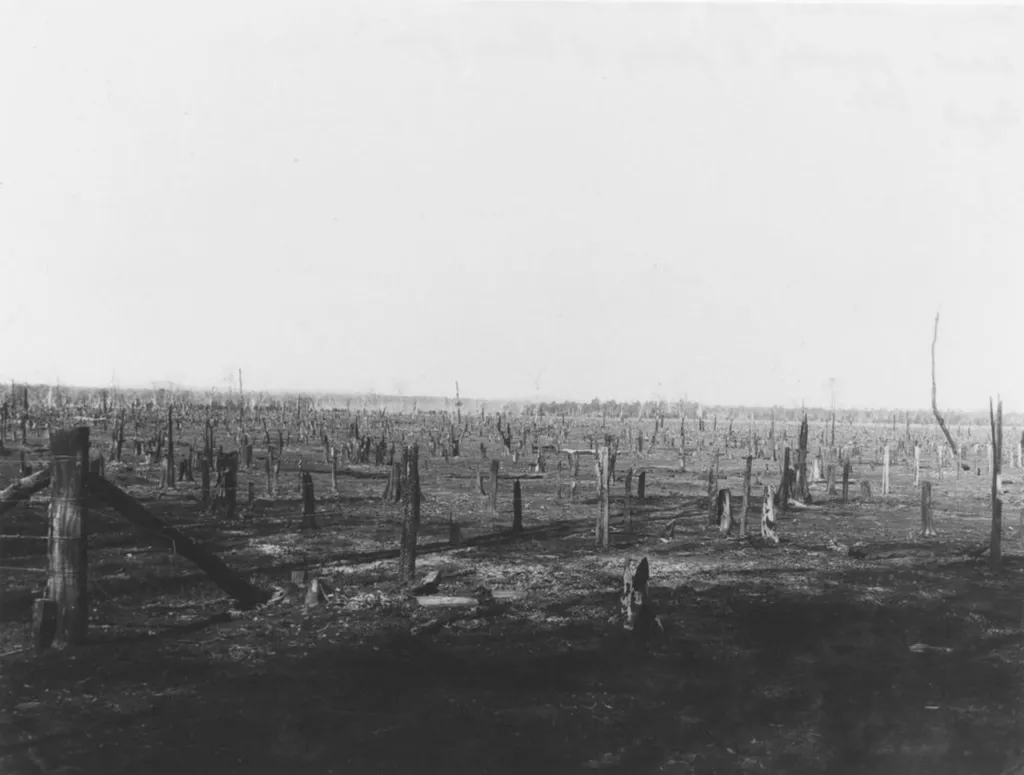 Dead stands of prickly pear (Opuntia) after Cactoblastis, Millmerran district, Queensland, 1933