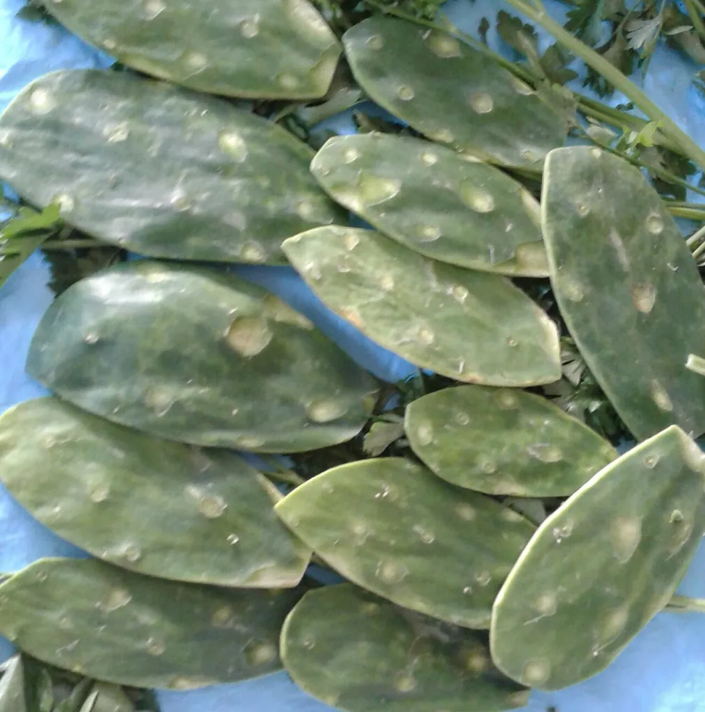 Young tender nopalitos, the edible pads of Opuntia ficus-indica