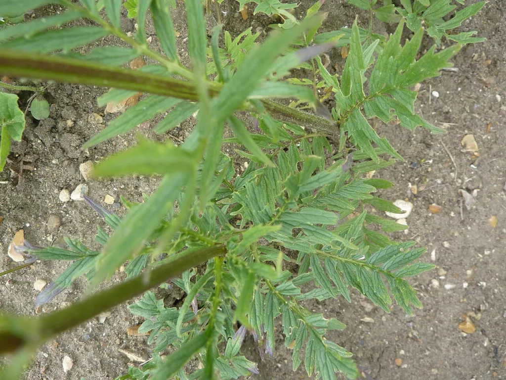 Pinnate leaves of Valeriana officinalis in a botanic garden bed