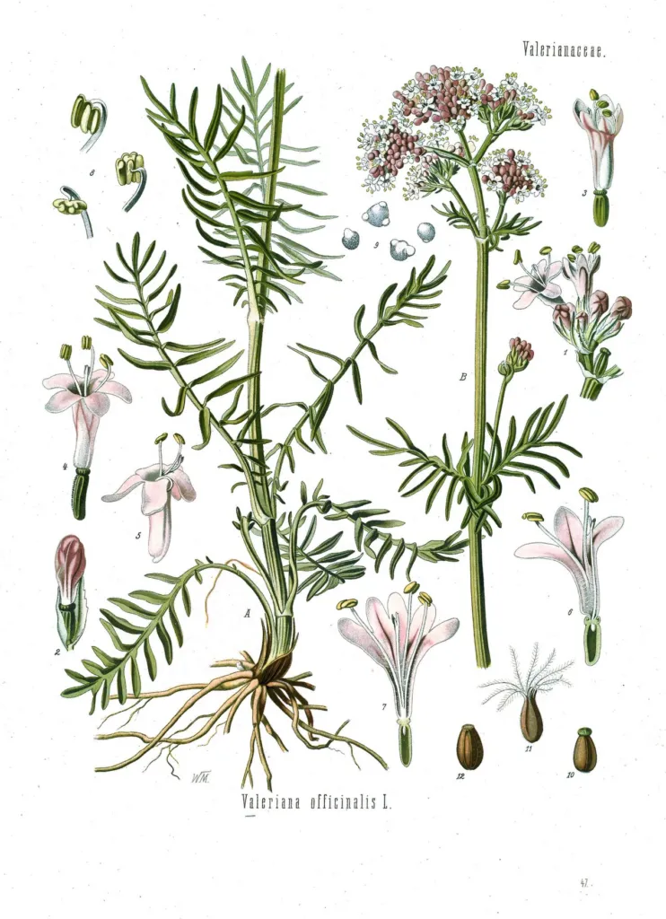 Botanical plate of Valeriana officinalis showing whole plant, flowers, fruit and seed