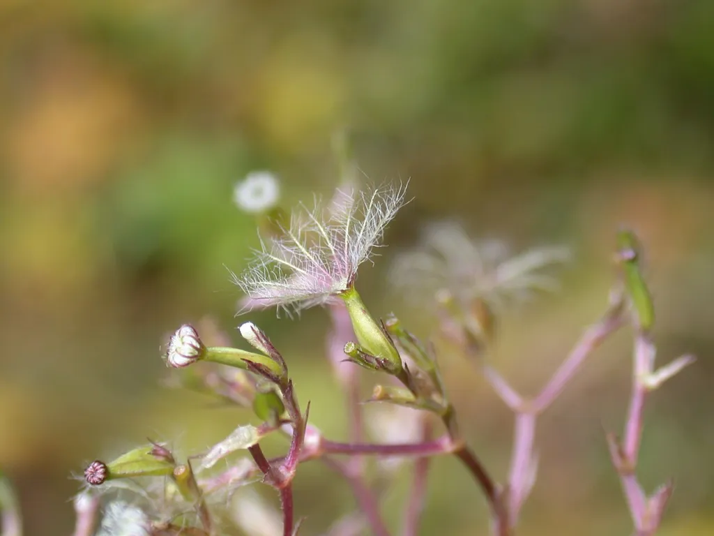 Valeriana officinalis fruit with its feathery pappus