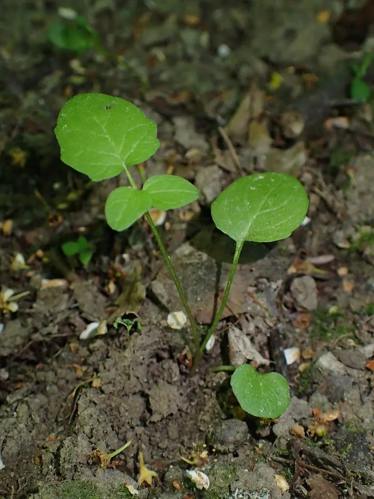 Valeriana officinalis seedling with first rounded leaves