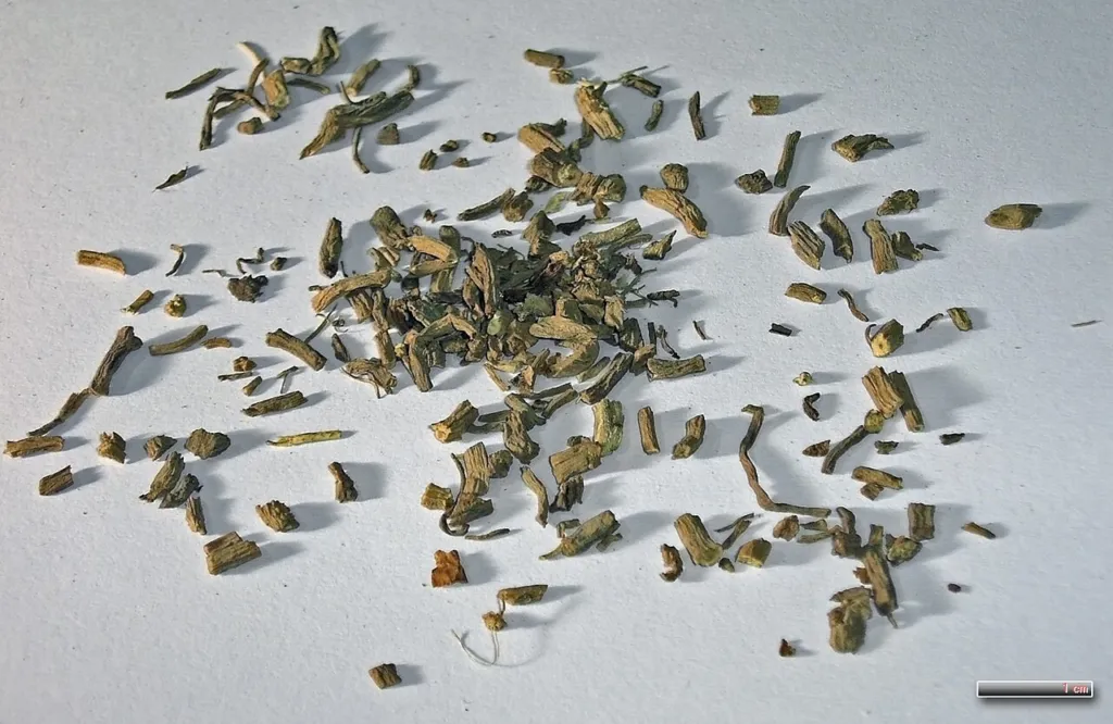 Cut dried Valeriana officinalis root with a scale bar for identification
