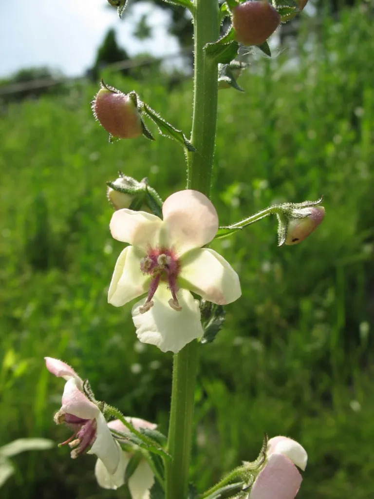Verbascum blattaria, moth mullein, with pale flowers on a green stem